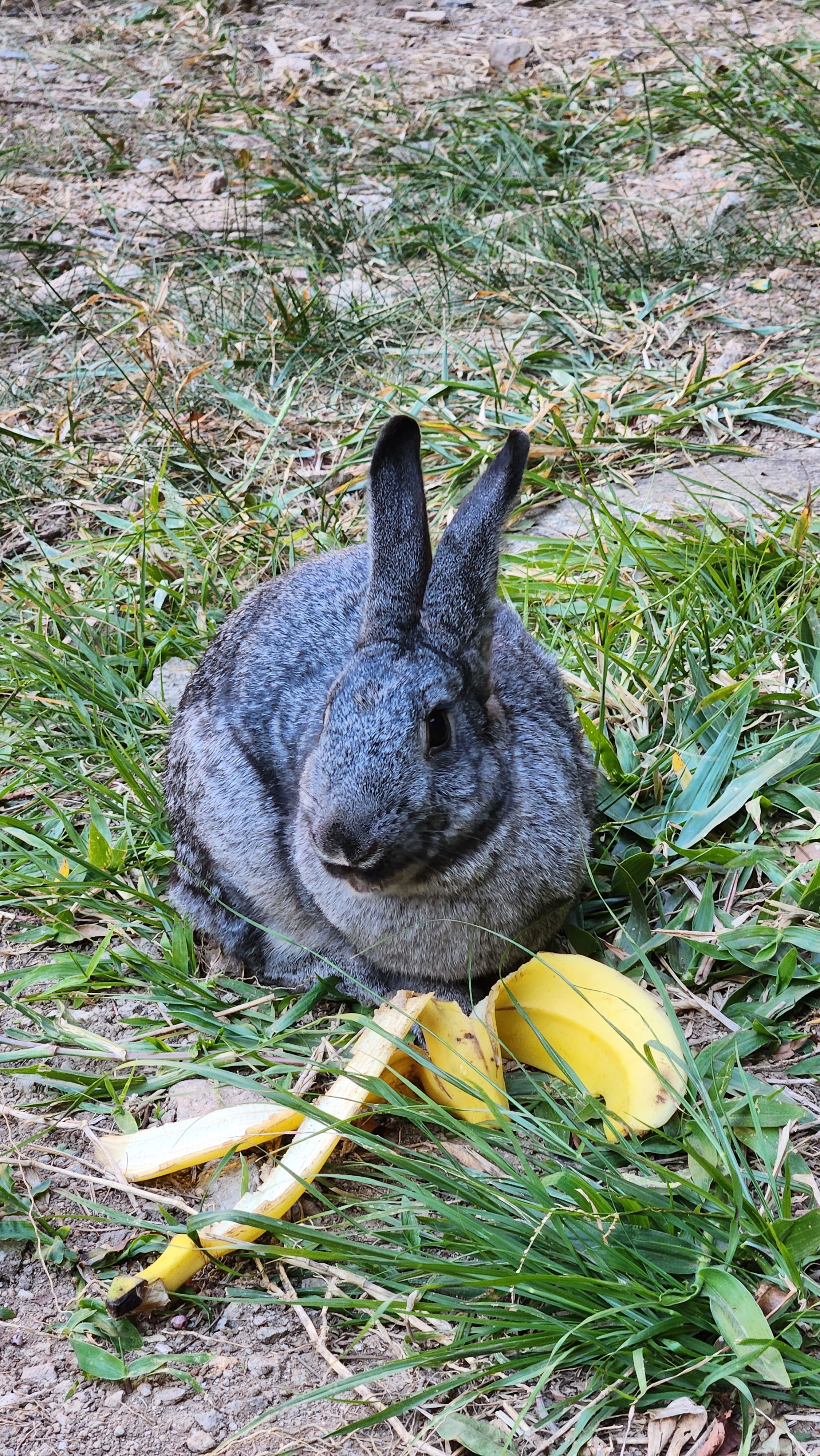 Coelho cinza na grama com cascas de banana