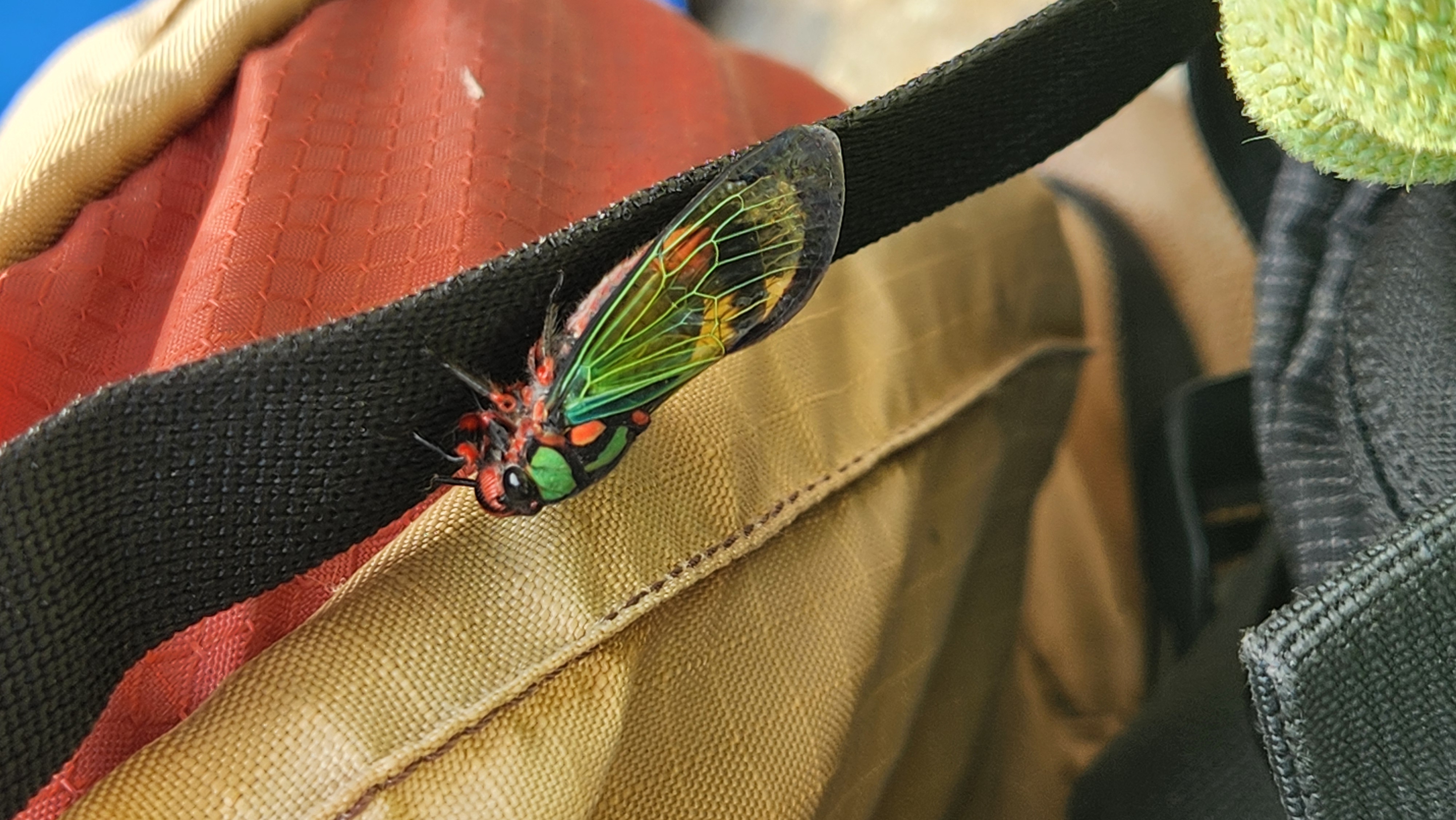 Cigarra colorida em uma mochila de escalada